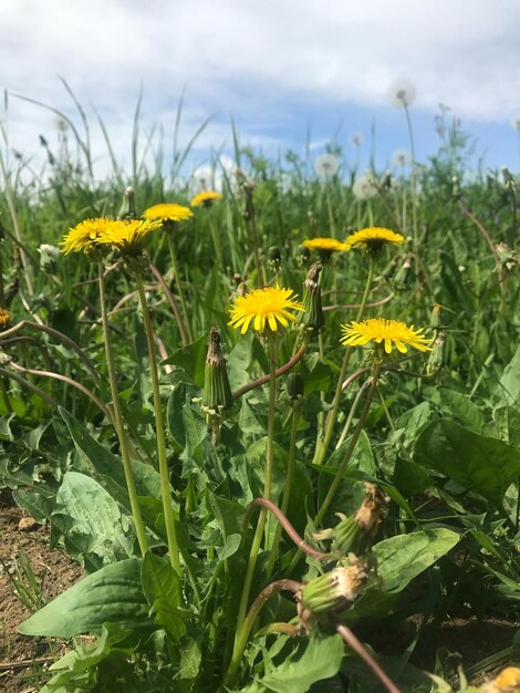 A field of dandelions with the word dandelion on the bottom right.