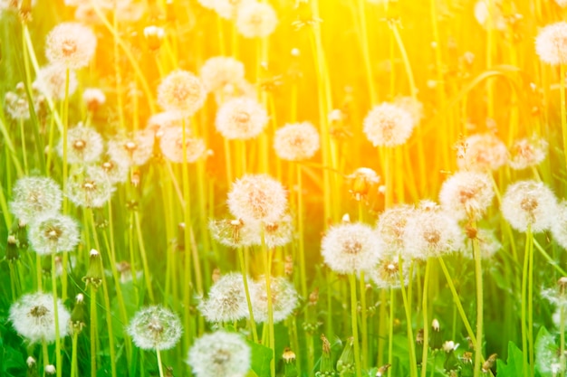 Field of dandelions