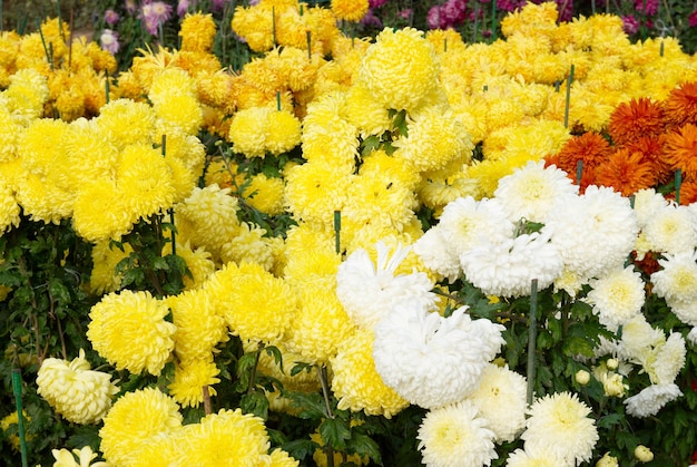 Campo di crisantemi di diversi colori.