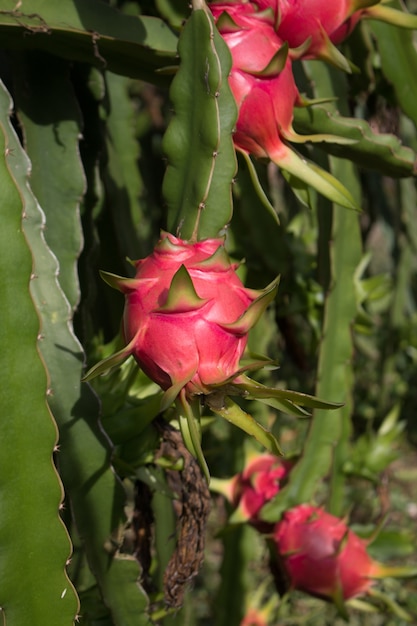 Field of dragon-fruit plantation in Thailand, This is favorite fruit in Asia