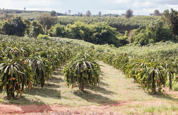 Field of dragon-fruit plantation in Thailand, This is favorite fruit in Asia