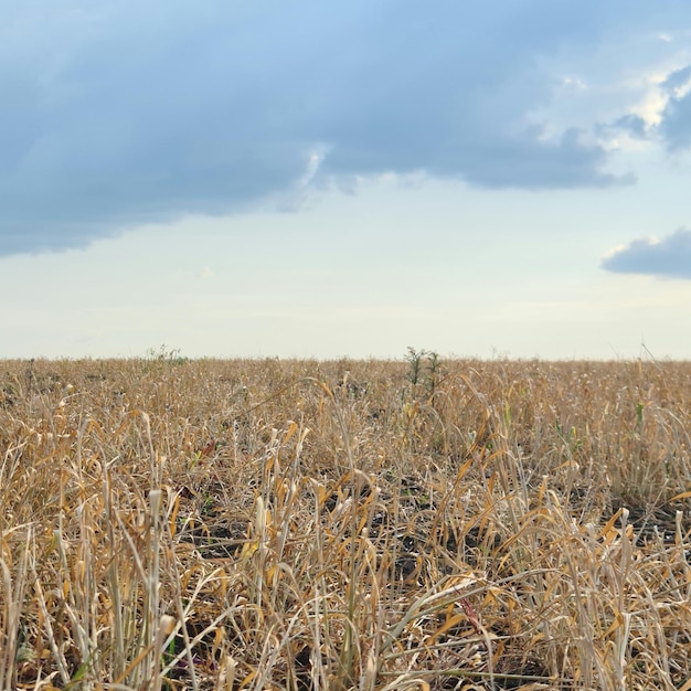 A field of dry plants with a cloudy sky in the background.