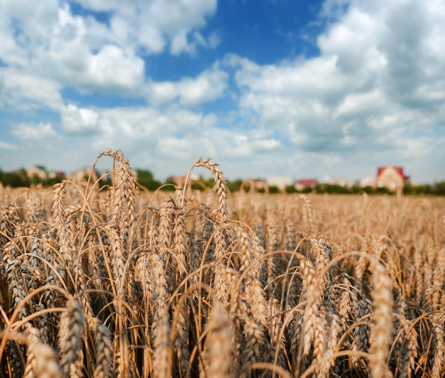 Поле сухой пшеницы, готовое к уборке, деревня и красивое небо, размытое на горизонте