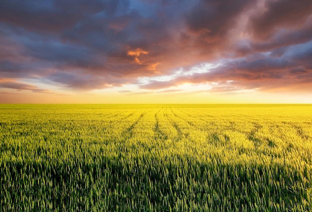 Foto campo durante il tramonto paesaggio agricolo durante il periodo estivo paesaggio industriale come sfondo paesaggio agricolo durante il tramonto