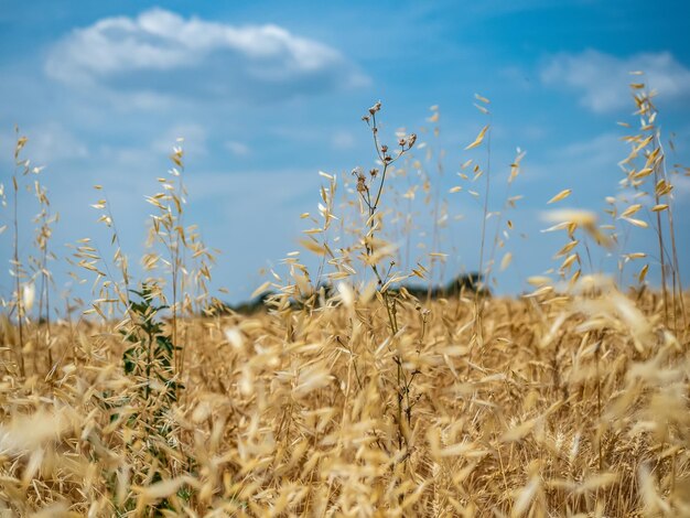 field of ears