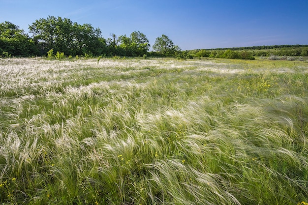 Foto campo di erba piuma sotto il cielo blu