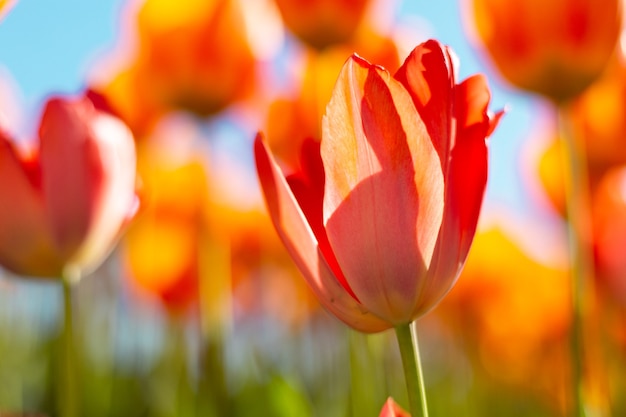 A field of fiery orange tulips in the rays of summer bright daylight