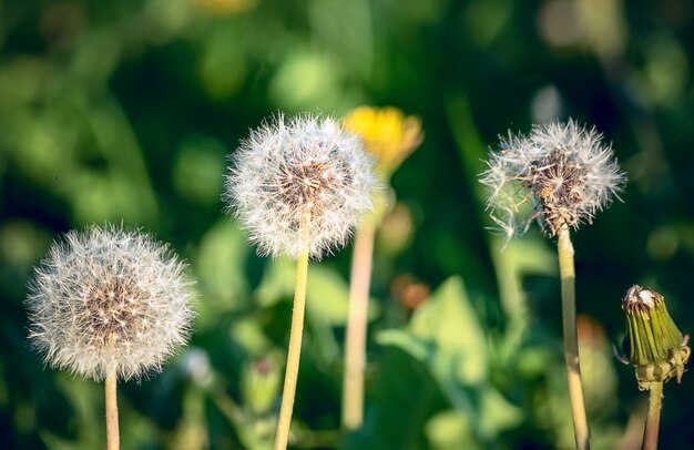 Field  of first spring white dandelion flowers under sunny day