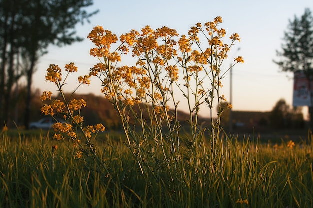 Field flower on a green meadow in spring evening sunset hour