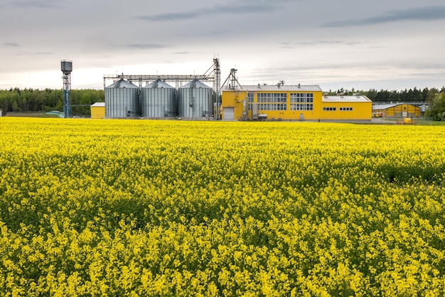 Field of flower of rapeseed canola colza in Brassica napus on agroprocessing plant for processing and silver silos for drying cleaning and storage of agricultural products flour cereals and grain