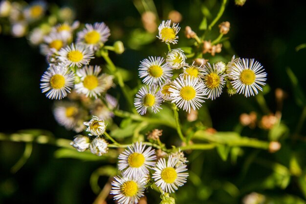 Field flower small daisy in a meadow