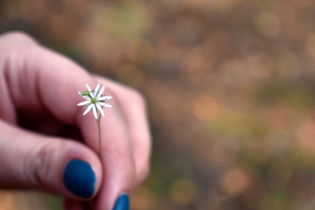 Field flower in a woman's hand