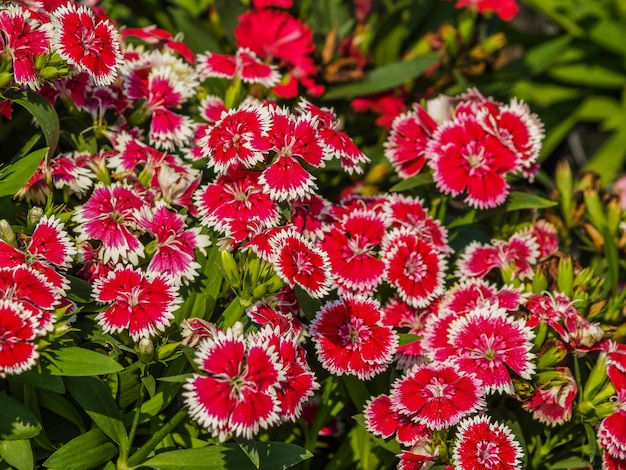 Field of flower 