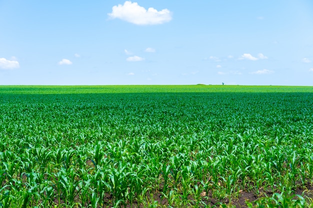 Il campo di mais in fiore supera l'orizzonte