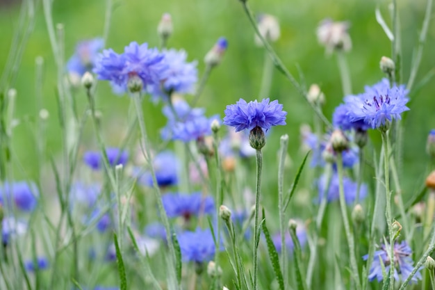 開花ヤグルマギクの畑、青いヤグルマギクの夏の牧草地。自然な花の背景。閉じる