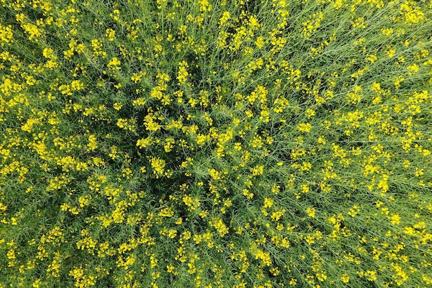 Photo field of flowering rape top view from the drone rape a syderatic plant with yellow flowers field with siderates