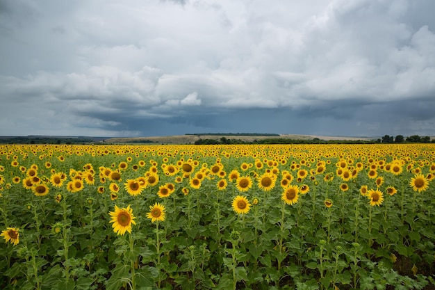 A field of flowering sunflower against the background of a stormy sky