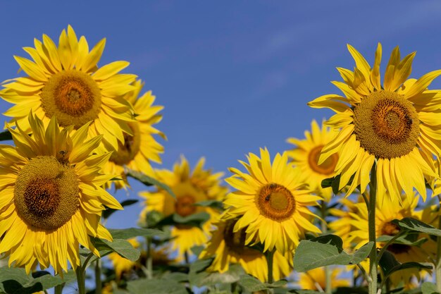 Field of flowering sunflowers with bees collecting honey