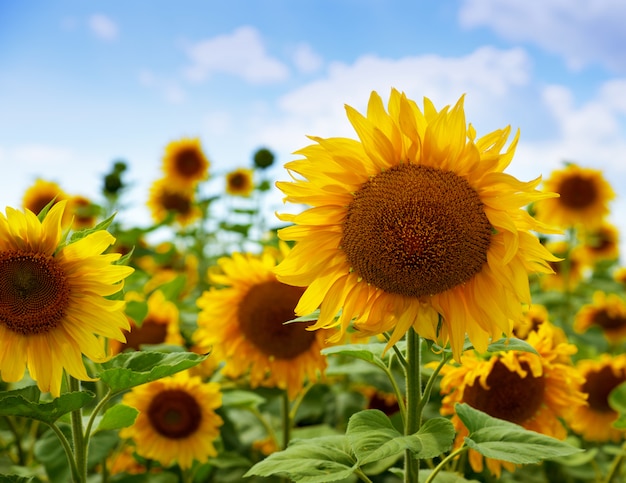 Field of flowering sunflowers 