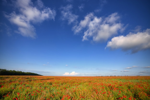 白い雲と青い空を背景に、花畑