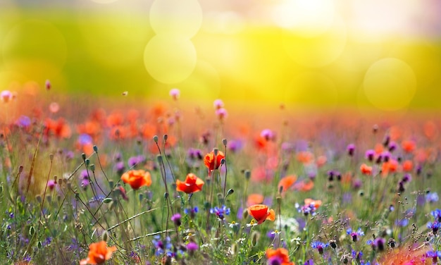 太陽の下で野の花のクローズアップ