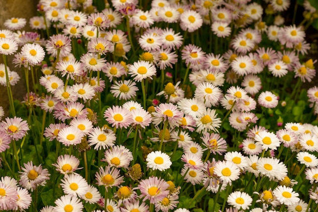 Field flowers daisy in the grass