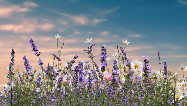 field flowers daisy and lavender  blue sky summer springs nature