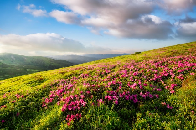A field of flowers in the evening in the mountains Summer landscape during flower blooms Grass on mountain slopes Sky with clouds and sunshine