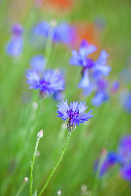 Field of flowers in the field in nature