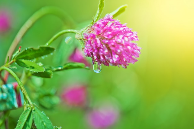 Field of flowers in the field in nature