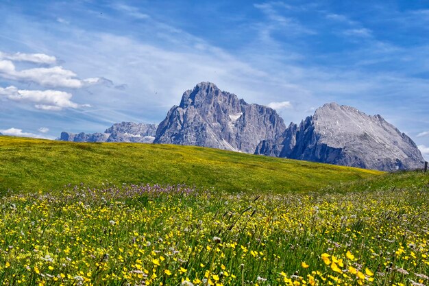 A field of flowers in front of a mountain