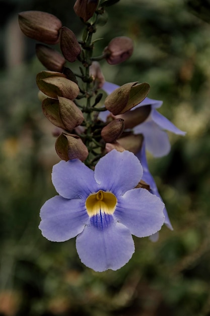 色とりどりの野の花