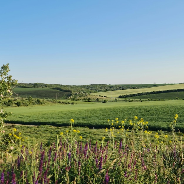 A field of flowers and grass