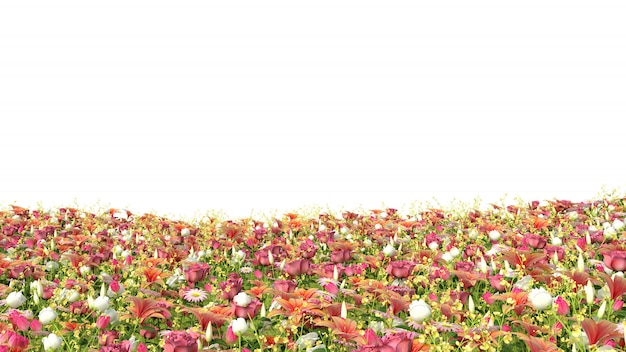 Field of flowers, isolated