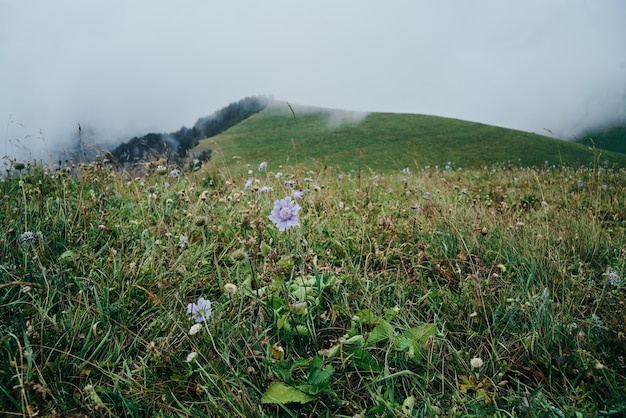 フィールドの花山旅行冒険自然の自由
