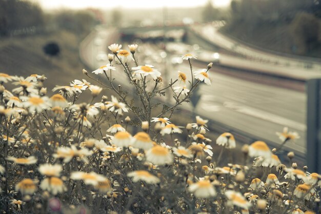 a field of flowers that has a blurry background