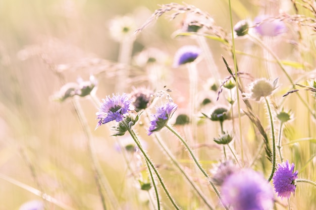 Field flowers in warm sunlight