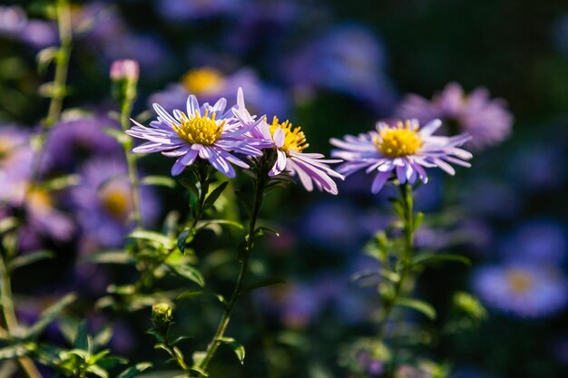 虫やミツバチが座る野の花を間近に見せる