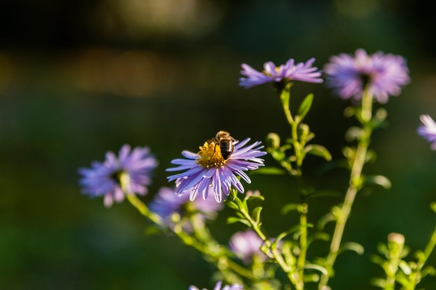 Field flowers on which insects and bees sit close up