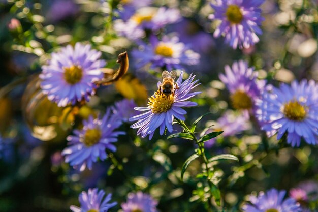 Field flowers on which insects and bees sit close up