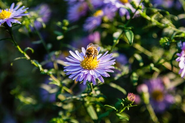 Field flowers on which insects and bees sit close up