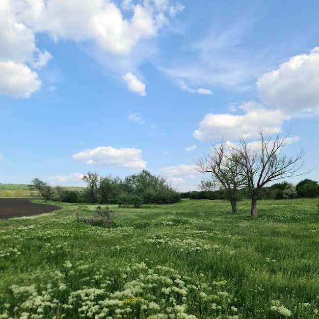 A field of flowers with a blue sky in the background