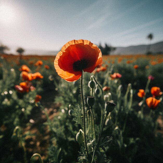 A field of flowers with a bright orange poppy in the foreground