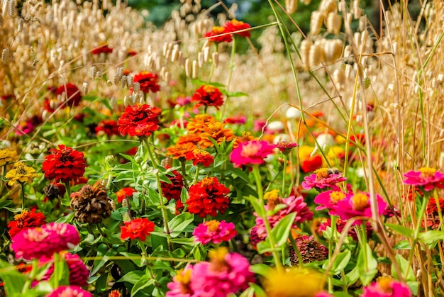 A field of flowers with a bunch of flowers in the foreground
