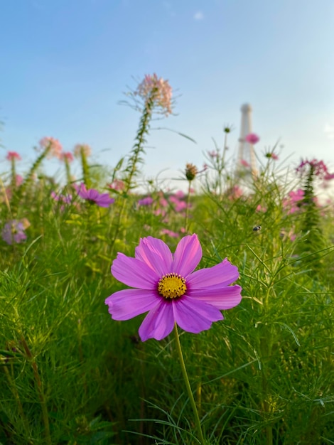 A field of flowers with a lighthouse in the background