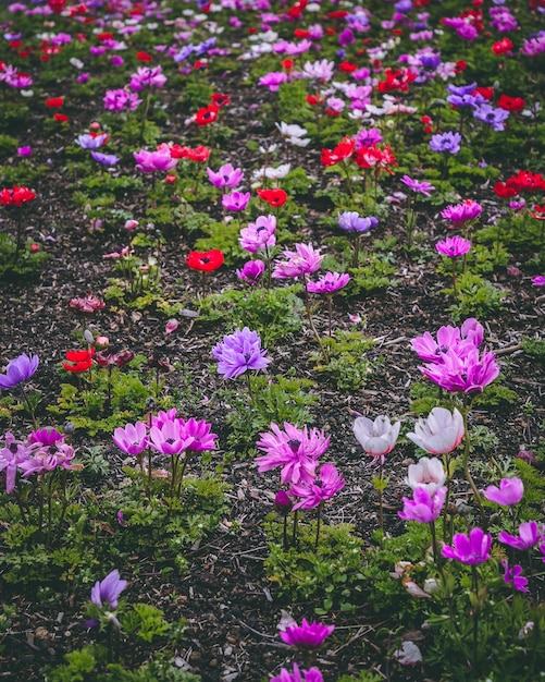 A field of flowers with a lot of different colors