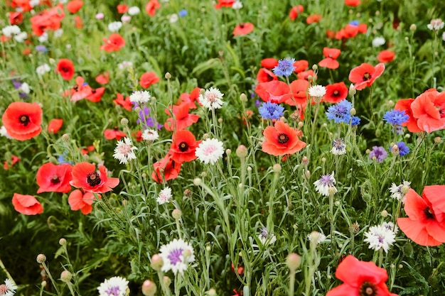 A field of flowers with a red flower in the middle