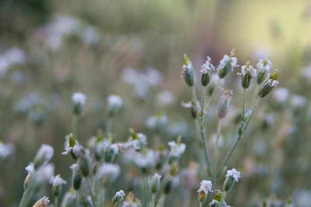 A field of flowers with the word love on it