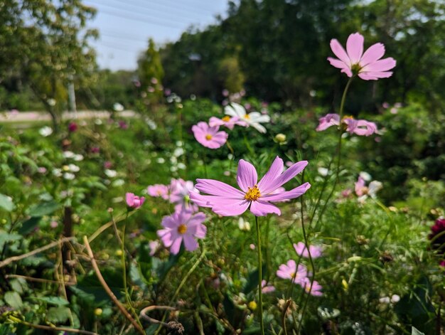 A field of flowers with a yellow center that says