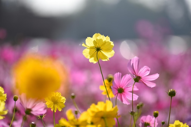 A field of flowers with a yellow flower in the middle